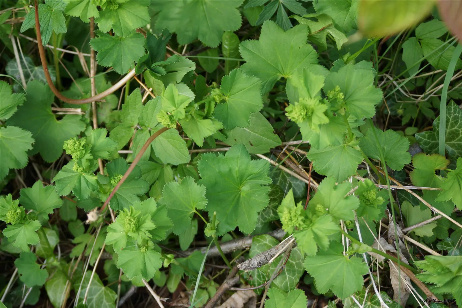 Lady'S-Mantle (Alchemilla Mollis) — as filler in cottage gardens; is a perennial plant cherished for lush foliage and unobtrusive yet delightful yellow-green