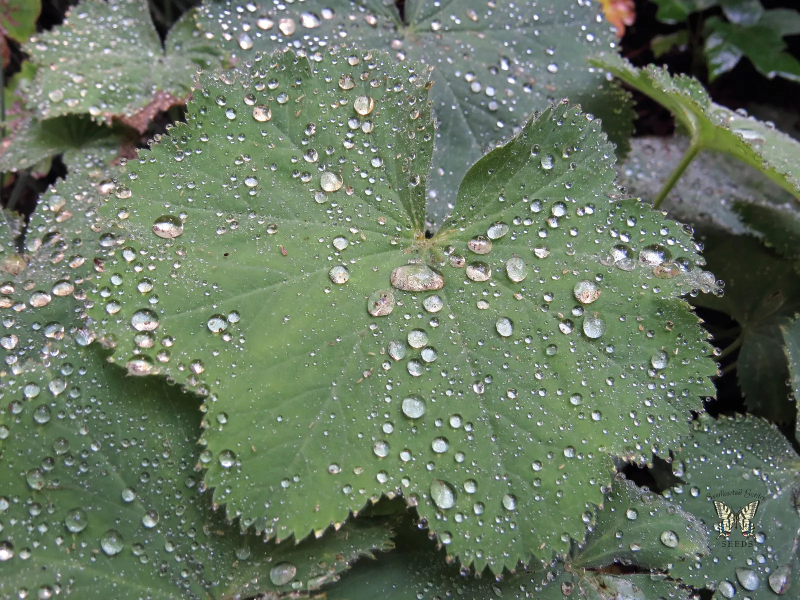 Lady'S-Mantle (Alchemilla Mollis) — is a charming perennial featuring scalloped