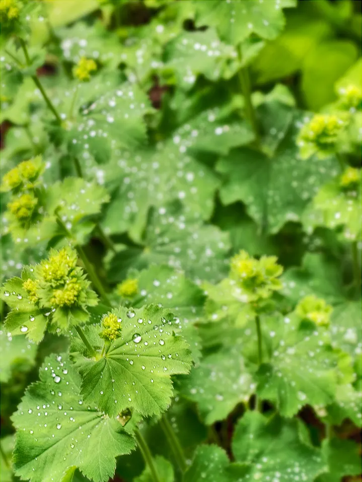 Lady'S-Mantle (Alchemilla Mollis) — It thrives in USDA zones 3-8, preferring part shade and moist, well-drained soil; ideal for borders or, image 109