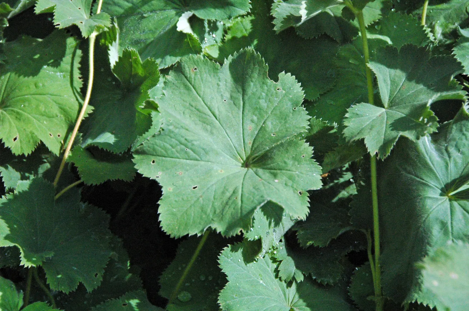 Lady'S-Mantle (Alchemilla Mollis) — In summer, it boasts loose clusters of tiny, star-shaped, yellow-green flowers reaching about 18 inches tall