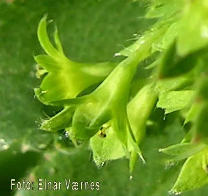 Lady'S-Mantle (Alchemilla Mollis) — Growing to a height of typically 12 to 18 inches; commonly known as Lady's-Mantle
