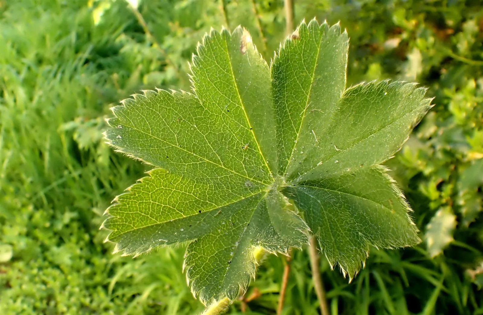 Lady'S-Mantle (Alchemilla Mollis) — is a perennial plant cherished for lush foliage and unobtrusive yet delightful yellow-green flowers; as filler, image 111