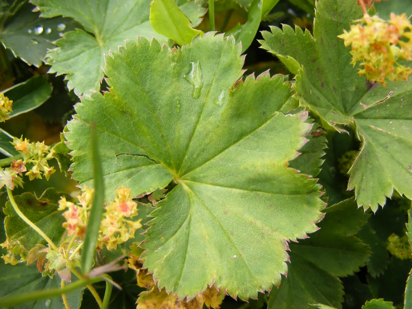 Lady'S-Mantle (Alchemilla Mollis) — This water-holding capability hints at its historical use in alchemy, hence the name Alchemilla; lobed leaves, image 91