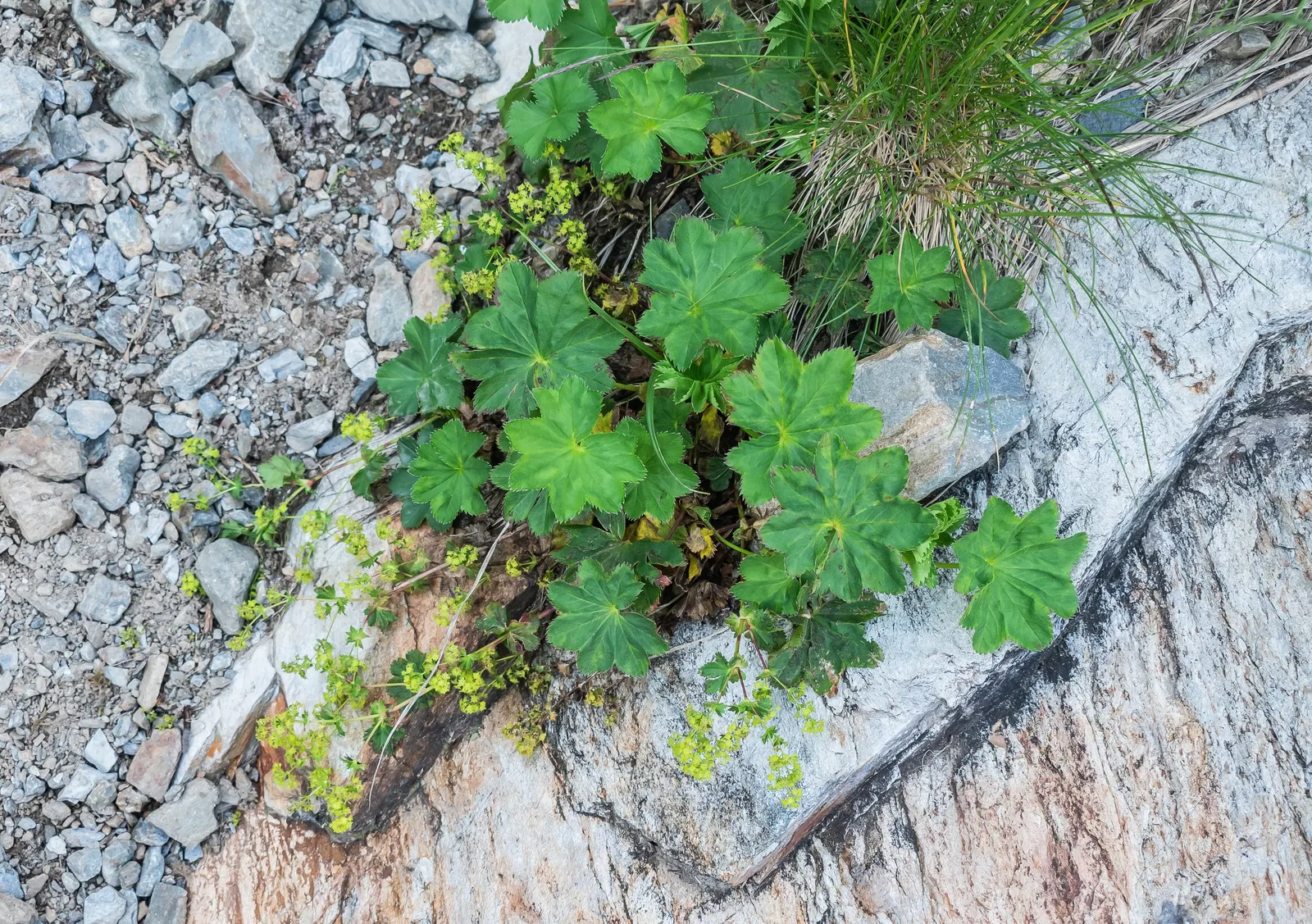 Lady'S-Mantle (Alchemilla Mollis) — It thrives in USDA zones 3-8, preferring part shade and moist, well-drained soil; ideal for borders or, image 83