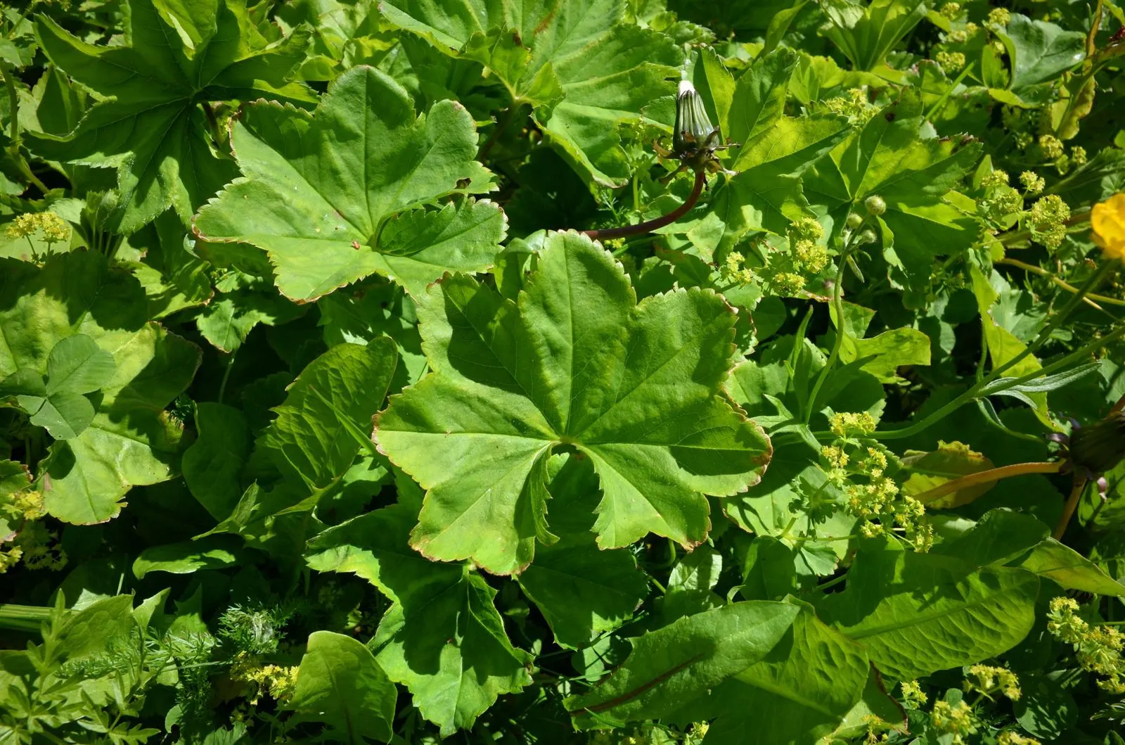 Lady'S-Mantle (Alchemilla Mollis) — ground cover / perennial for half or shade