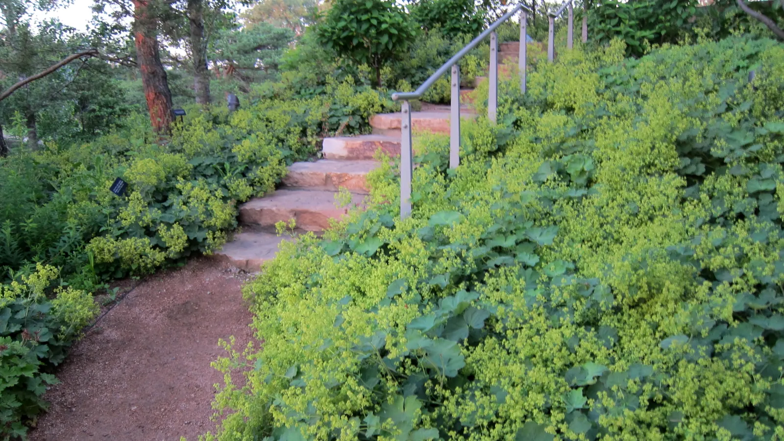 Lady'S-Mantle (Alchemilla Mollis) — which makes it an excellent choice for worry-free gardens; ground cover / perennial for half or shade, image 97