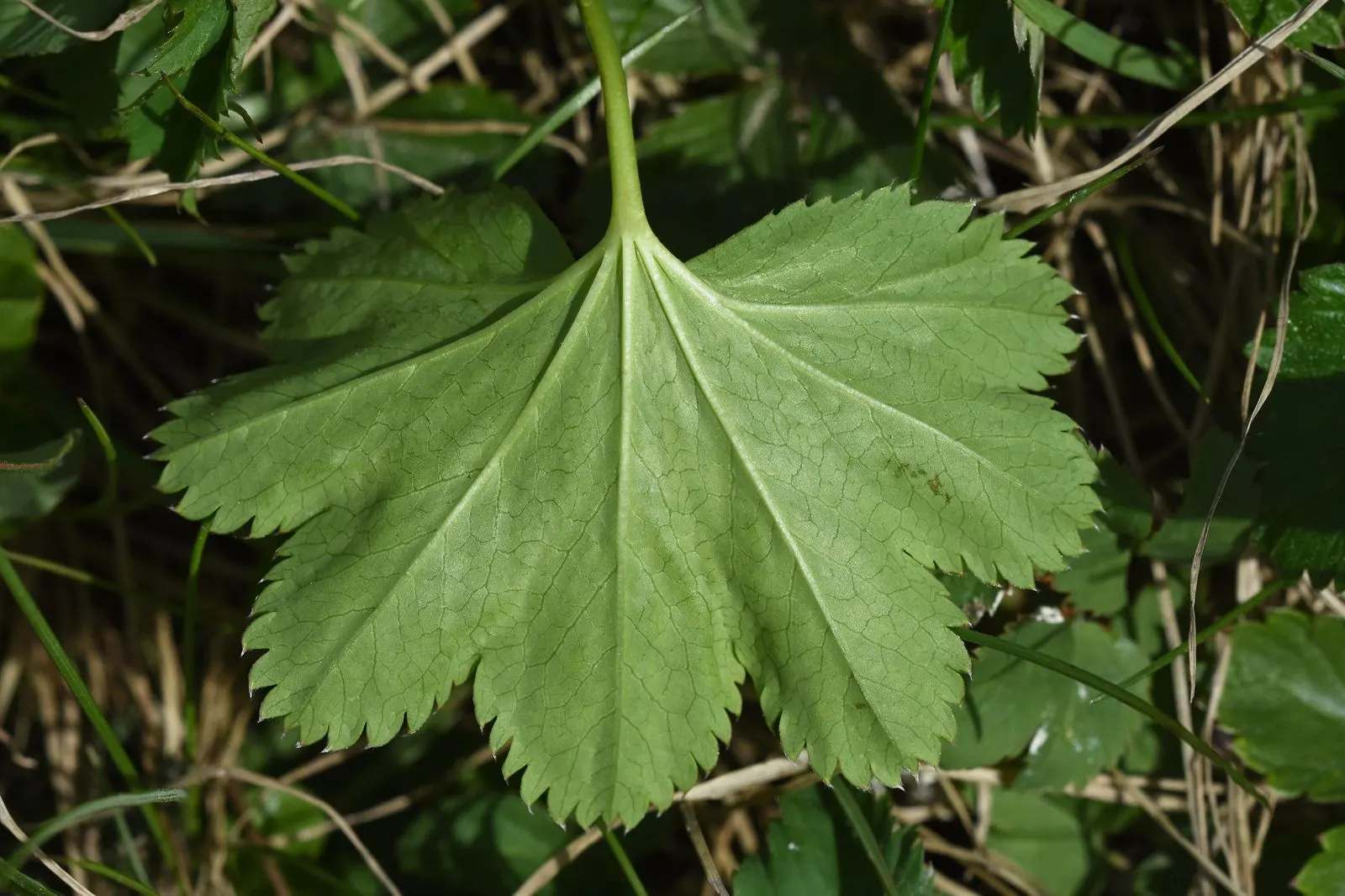 Lady'S-Mantle (Alchemilla Mollis) — offering a long season of interest with sprays of tiny; yellow flowers in the garden, image 119