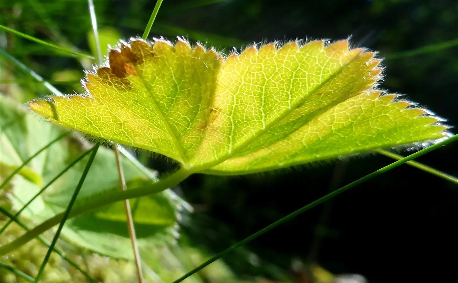 Lady'S-Mantle (Alchemilla Mollis) — This water-holding capability hints at its historical use in alchemy, hence the name Alchemilla