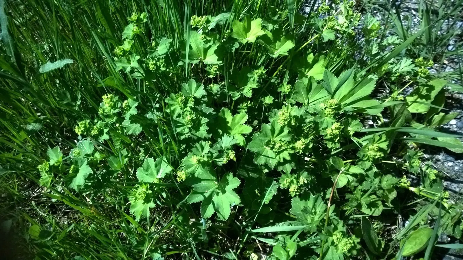 Lady'S-Mantle (Alchemilla Mollis) — Growing to a height of typically 12 to 18 inches; commonly known as Lady's-Mantle, image 60