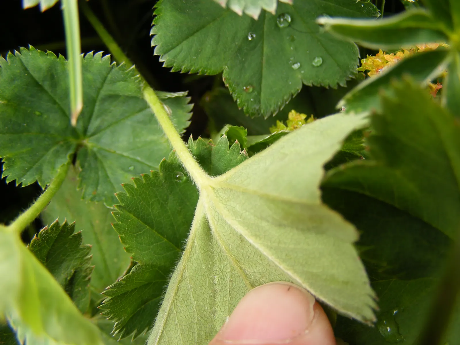 Lady'S-Mantle (Alchemilla Mollis) — soft green leaves spanning up to 6 inches across; it is largely pest-free and resistant to deer and rabbits, image 81