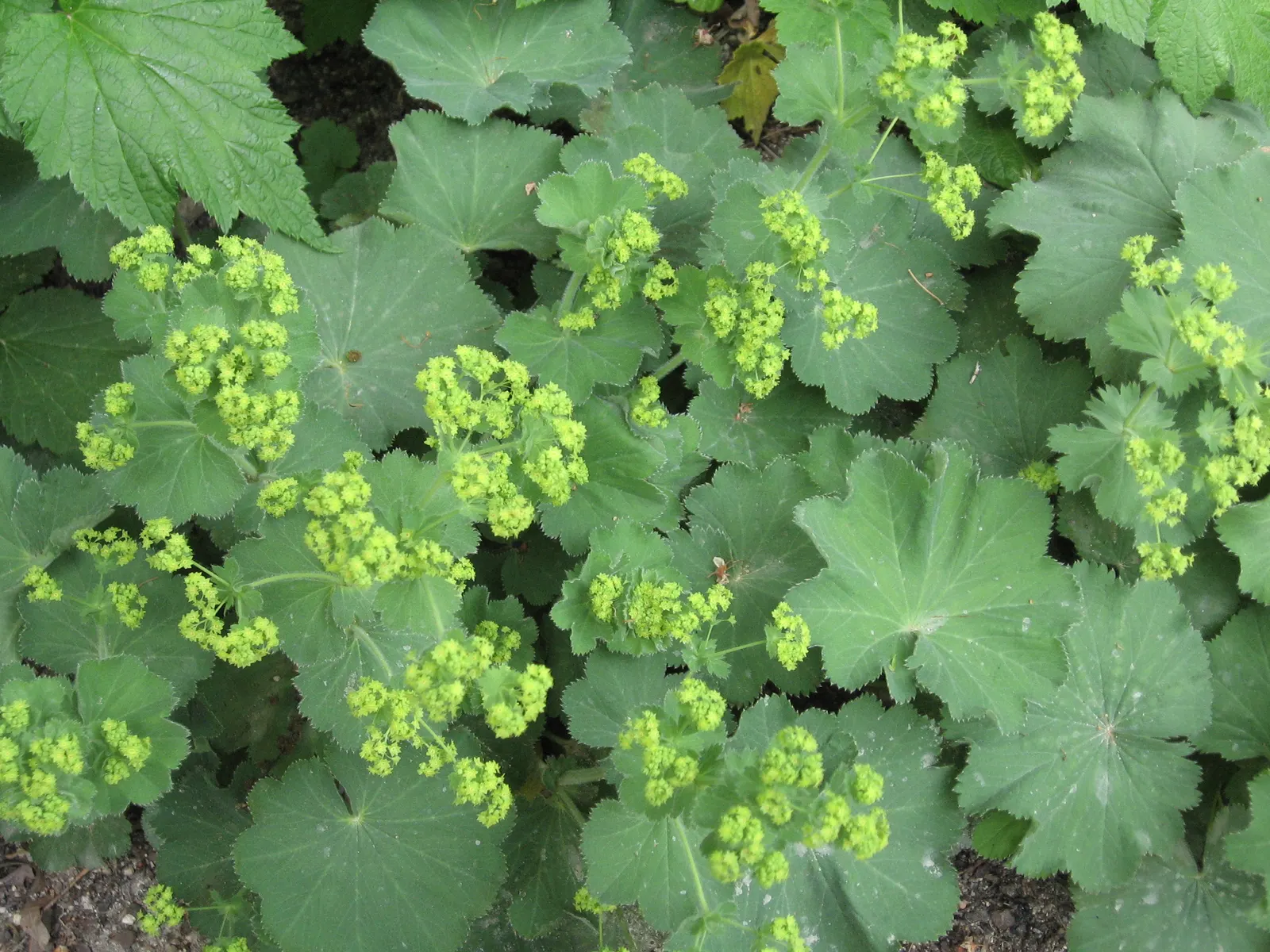 Lady'S-Mantle (Alchemilla Mollis) — lending an almost magical appearance to the landscape; soft green leaves spanning up to 6 inches across