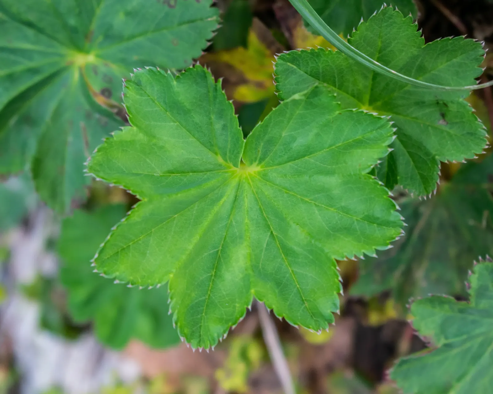 Lady'S-Mantle (Alchemilla Mollis) — Growing to a height of typically 12 to 18 inches