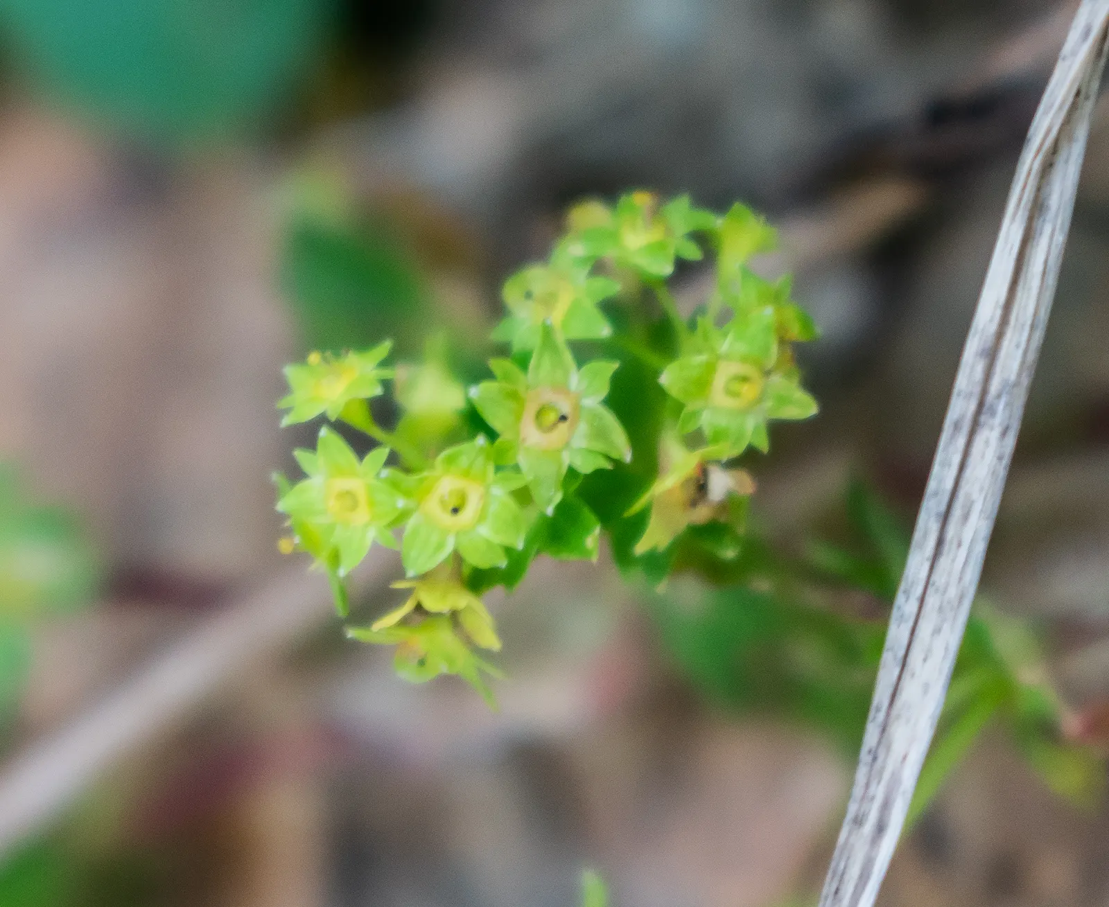 Lady'S-Mantle (Alchemilla Mollis) — enhancing overall garden contrast and harmony; is a charming perennial featuring scalloped, image 75