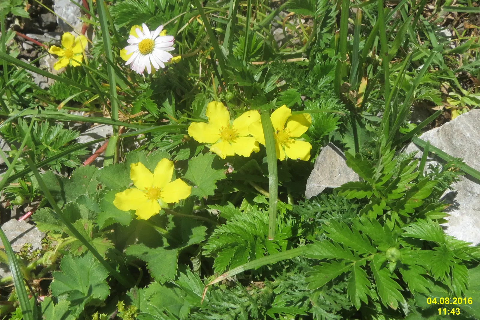 Lady'S-Mantle (Alchemilla Mollis) — offering a long season of interest with sprays of tiny; yellow flowers in the garden