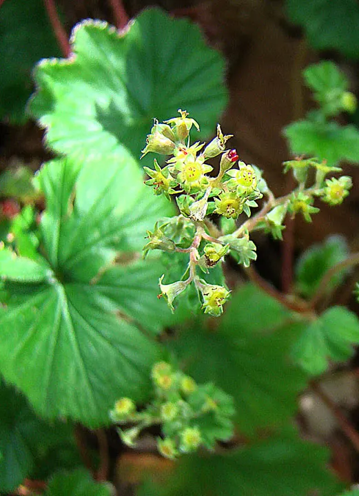 Lady'S-Mantle (Alchemilla Mollis) — This water-holding capability hints at its historical use in alchemy, hence the name Alchemilla; lobed leaves, image 65