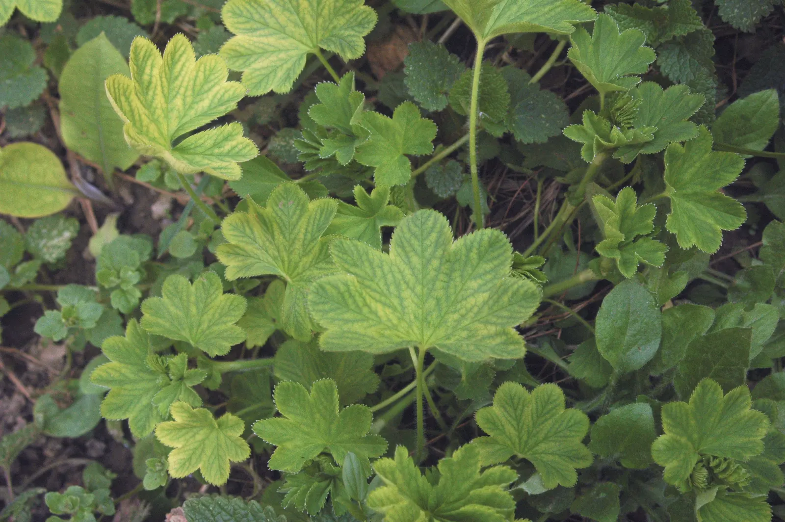 Lady'S-Mantle (Alchemilla Mollis) — soft green leaves spanning up to 6 inches across; it is largely pest-free and resistant to deer and rabbits, image 107
