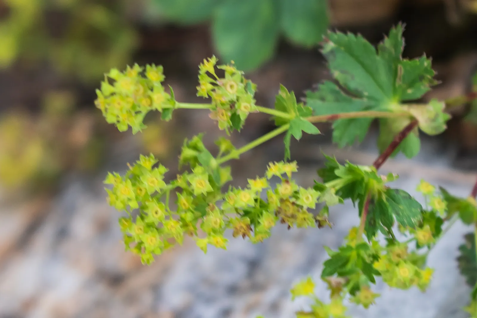 Lady'S-Mantle (Alchemilla Mollis) — as filler in cottage gardens; is a perennial plant cherished for lush foliage and unobtrusive yet delightful, image 72