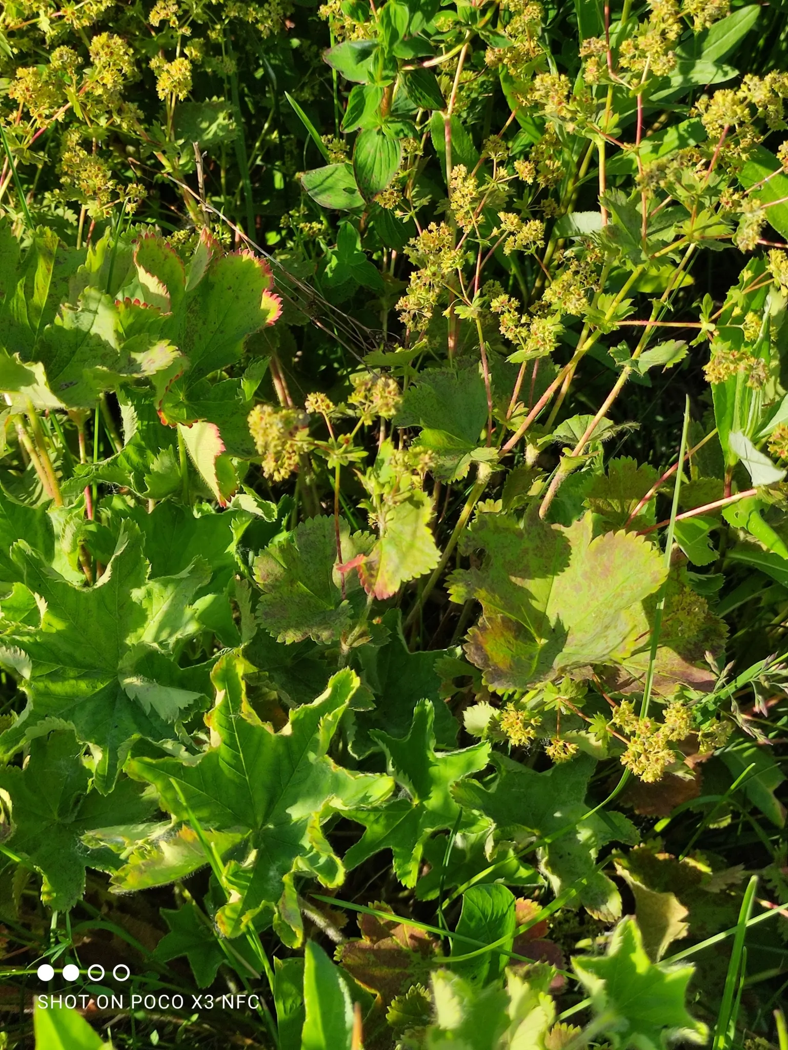 Lady'S-Mantle (Alchemilla Mollis) — or to knit together more substantial plantings; its bloom time extends from late spring to early fall, image 125