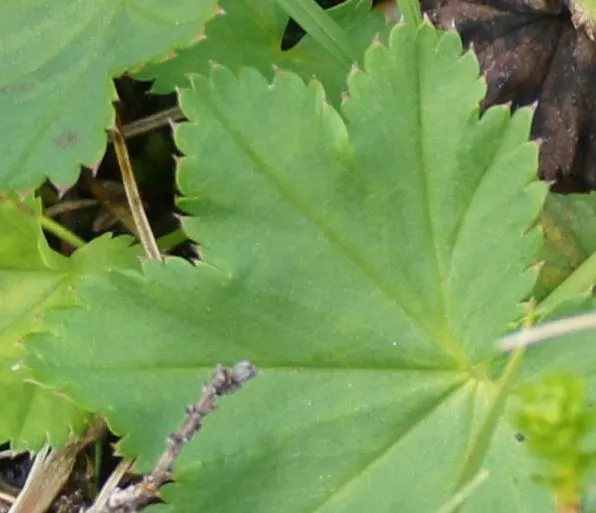 Lady'S-Mantle (Alchemilla Mollis) — This low-maintenance gem is hardy in USDA zones 3 to 8; lending an almost magical appearance to the landscape, image 69