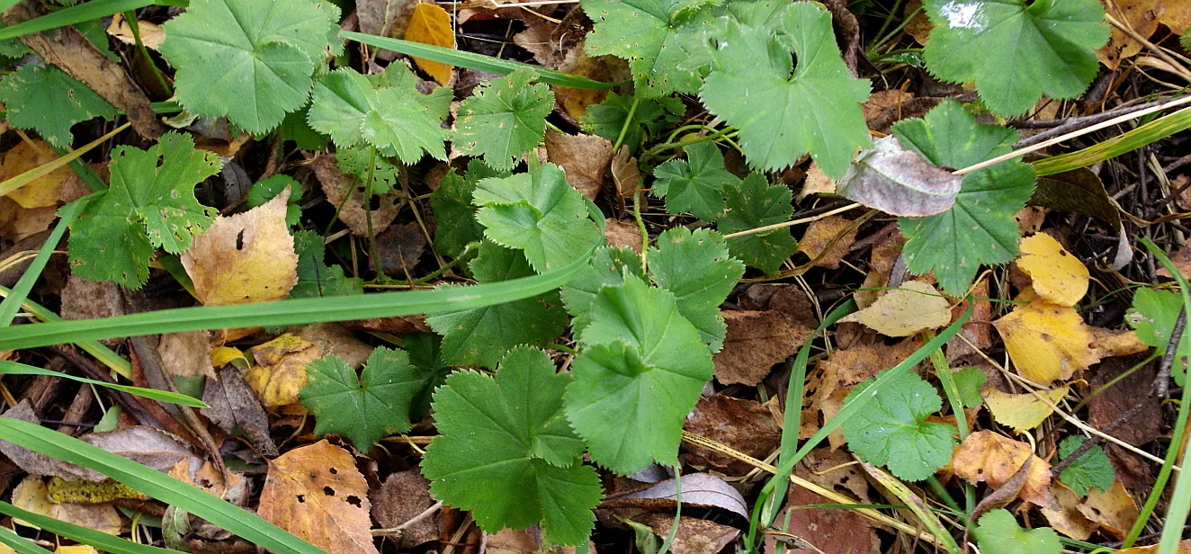 Lady'S-Mantle (Alchemilla Mollis) — Its bloom time extends from late spring to early fall