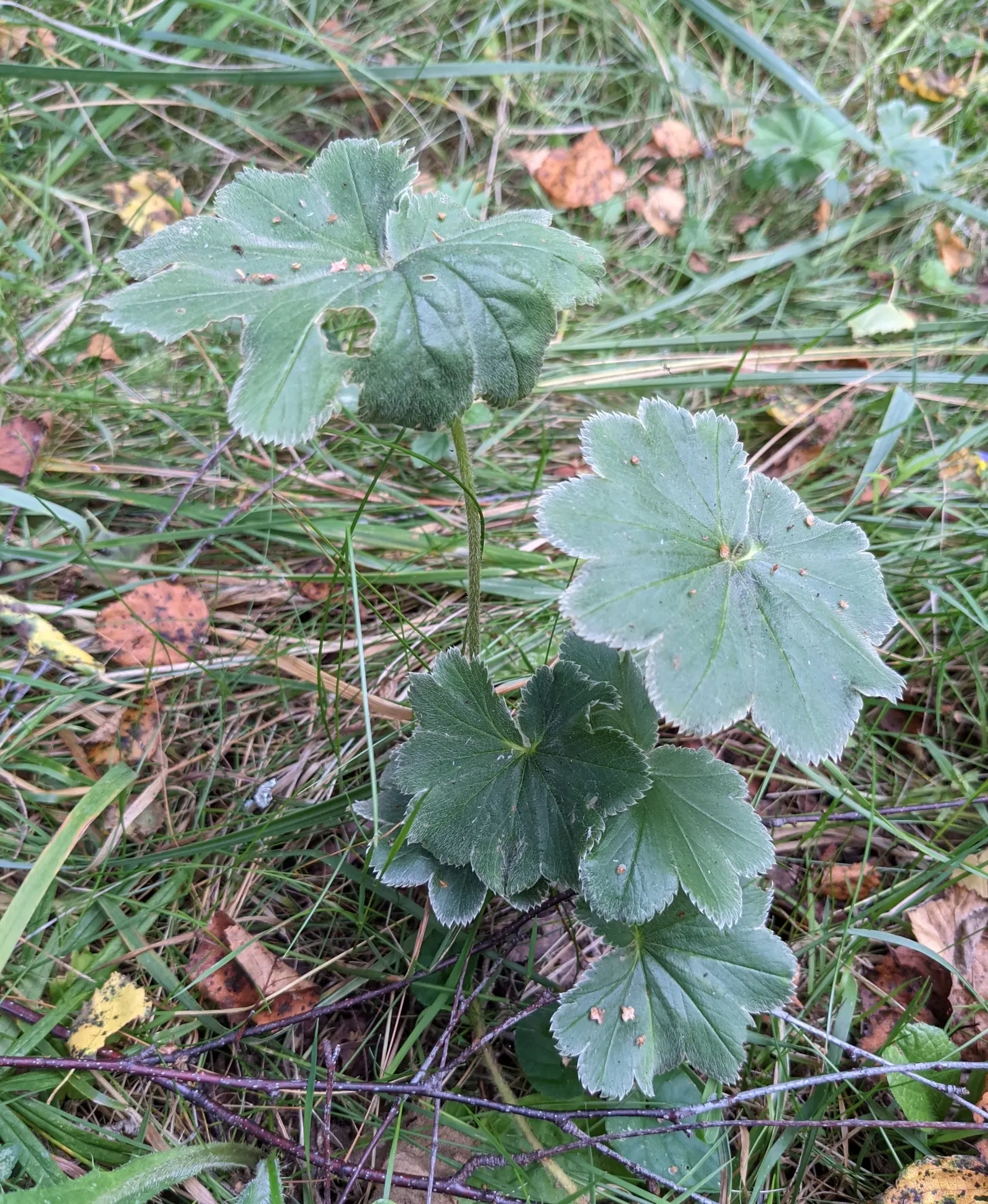 Lady'S-Mantle (Alchemilla Mollis) — or to knit together more substantial plantings; its bloom time extends from late spring to early fall, image 73