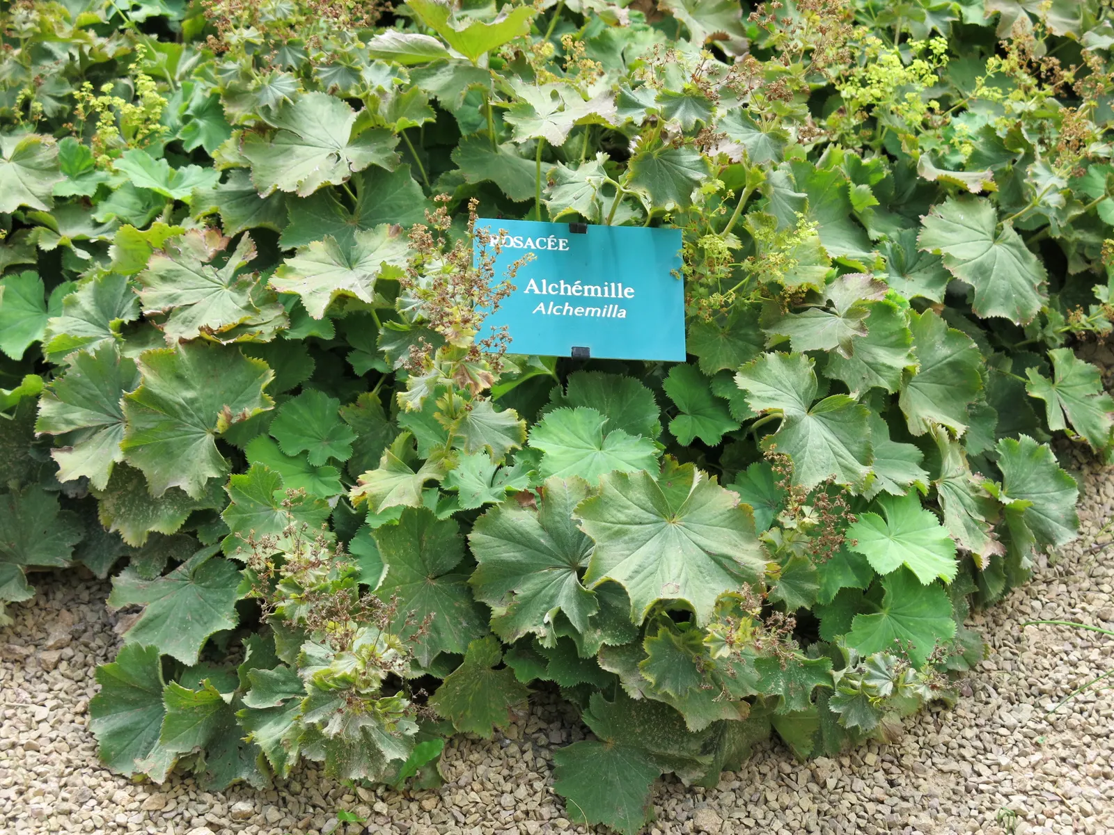 Lady'S-Mantle (Alchemilla Mollis) — which makes it an excellent choice for worry-free gardens; ground cover / perennial for half or shade
