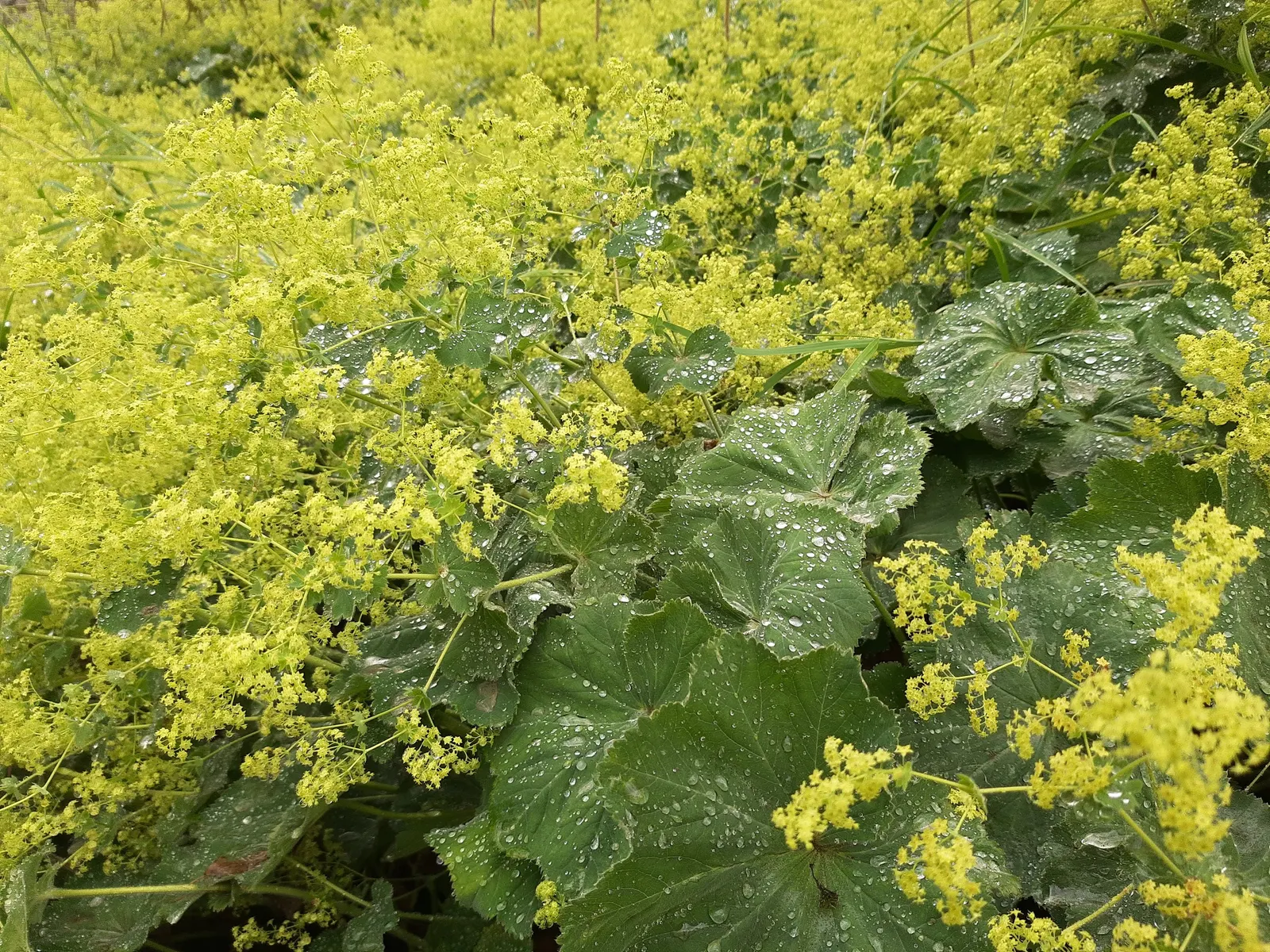 Lady'S-Mantle (Alchemilla Mollis) — Growing to a height of typically 12 to 18 inches; commonly known as Lady's-Mantle, image 86