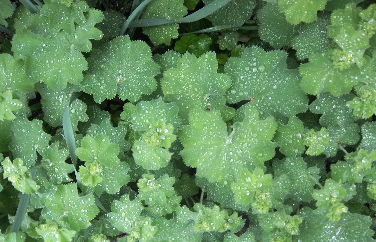 Lady'S-Mantle (Alchemilla Mollis) — textured carpet of green.<br><br>The scalloped leaves possess a unique trait - they capture dew and raindrops; as its