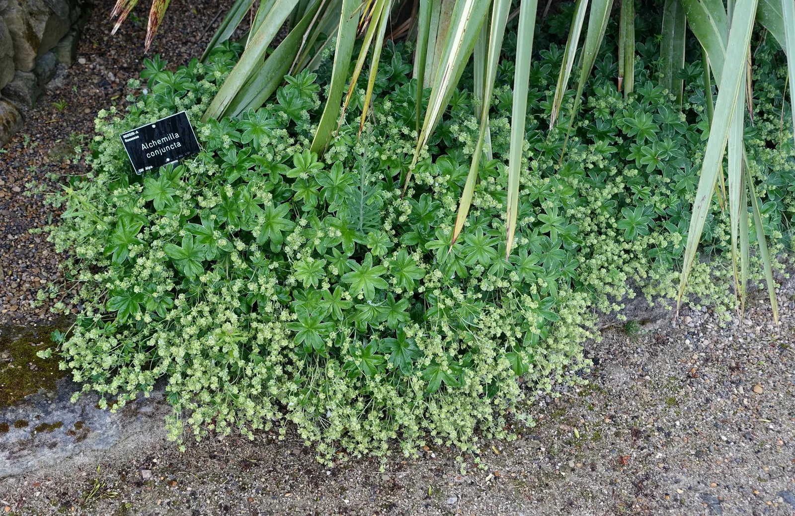 Lady'S-Mantle (Alchemilla Mollis) — is a perennial plant cherished for lush foliage and unobtrusive yet delightful yellow-green flowers; as filler in cottage