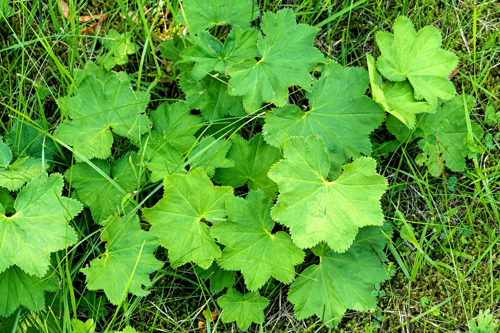 Lady'S-Mantle (Alchemilla Mollis) — It is largely pest-free and resistant to deer and rabbits; which makes it an excellent choice for worry-free, image 96