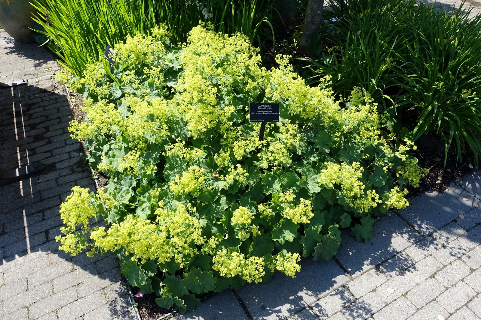 Lady'S-Mantle (Alchemilla Mollis) — commonly known as Lady's-Mantle; in summer, it boasts loose clusters of tiny, star-shaped, yellow-green flowers reaching