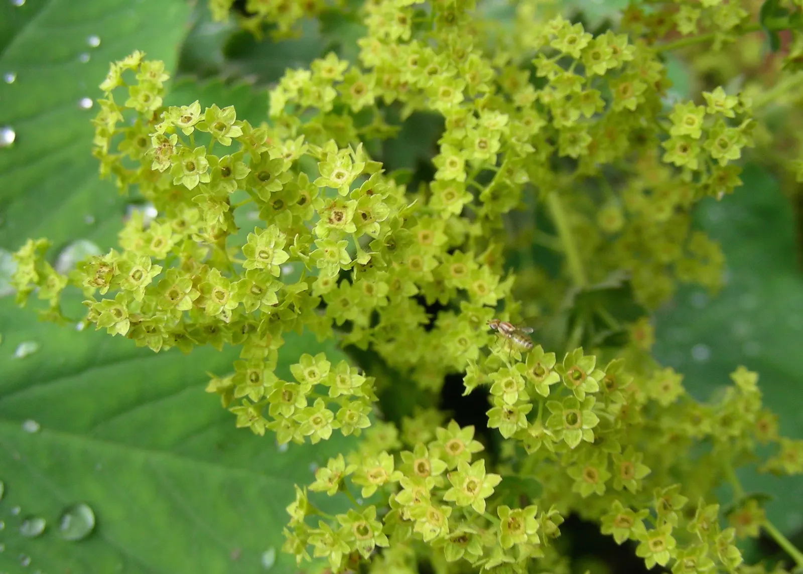 Lady'S-Mantle (Alchemilla Mollis) — textured carpet of green.<br><br>The scalloped leaves possess a unique trait - they capture dew and raindrops, image 89