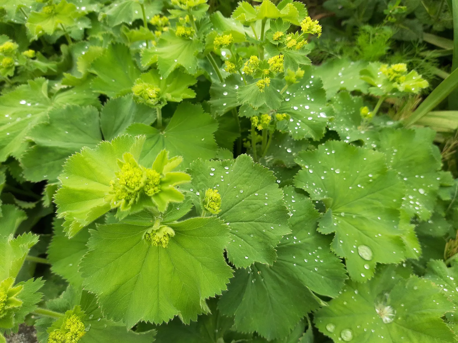 Lady'S-Mantle (Alchemilla Mollis) — yellow flowers in the garden; its mounding habit makes it a versatile ground cover, image 76