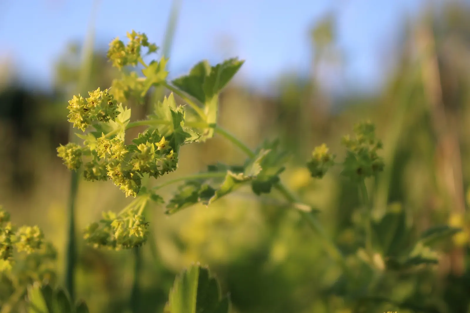 Lady'S-Mantle (Alchemilla Mollis) — its mounding habit makes it a versatile ground cover