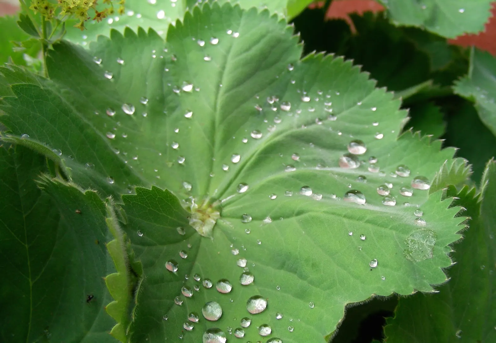 Lady'S-Mantle (Alchemilla Mollis) — offering a long season of interest with sprays of tiny; yellow flowers in the garden, image 67