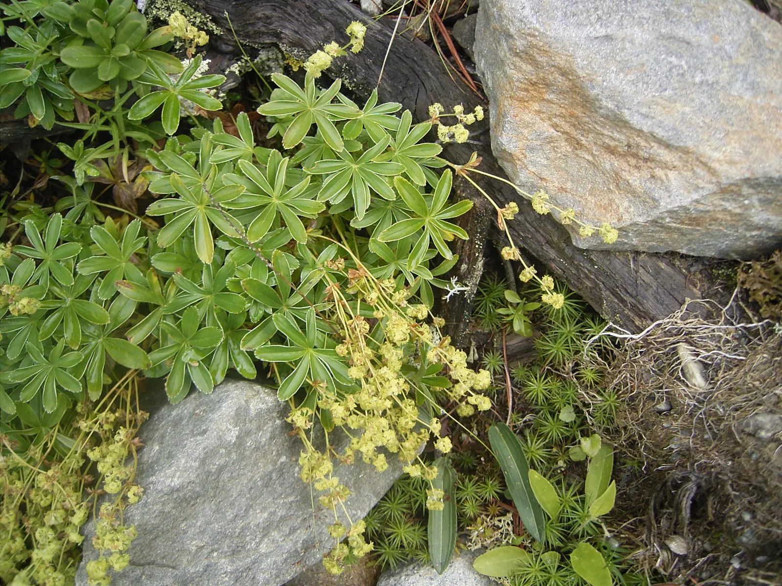 Lady'S-Mantle (Alchemilla Mollis) — soft green leaves spanning up to 6 inches across