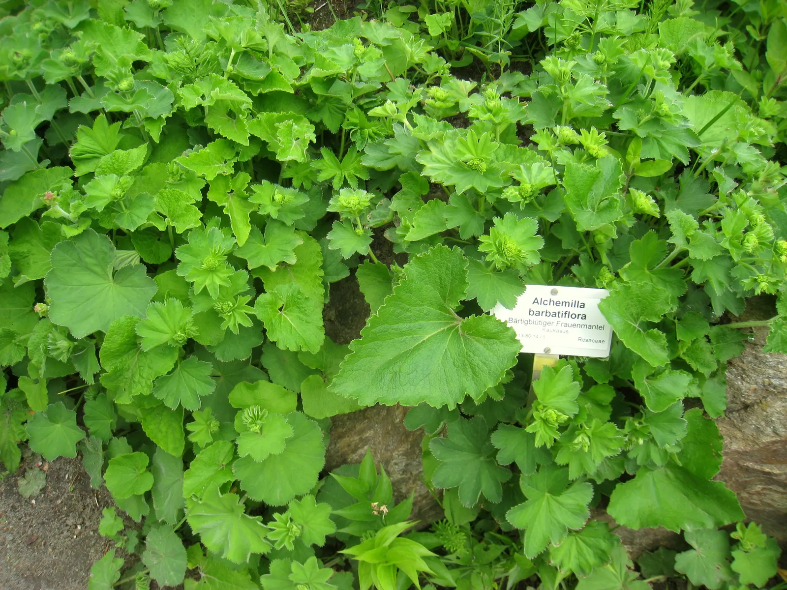 Lady'S-Mantle (Alchemilla Mollis) — lobed leaves are its standout feature
