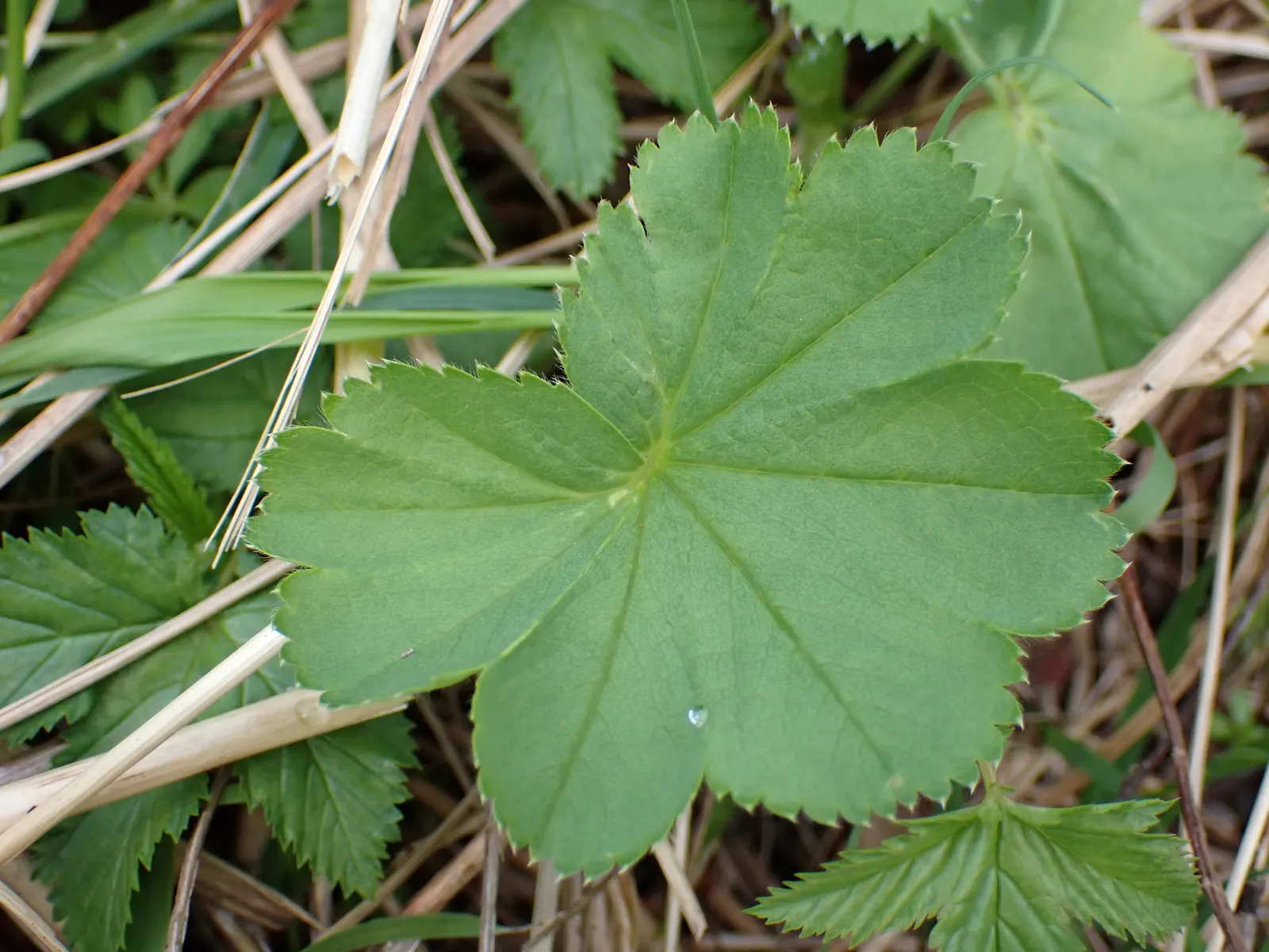 Lady'S-Mantle (Alchemilla Mollis) — It is largely pest-free and resistant to deer and rabbits; which makes it an excellent choice for worry-free, image 122