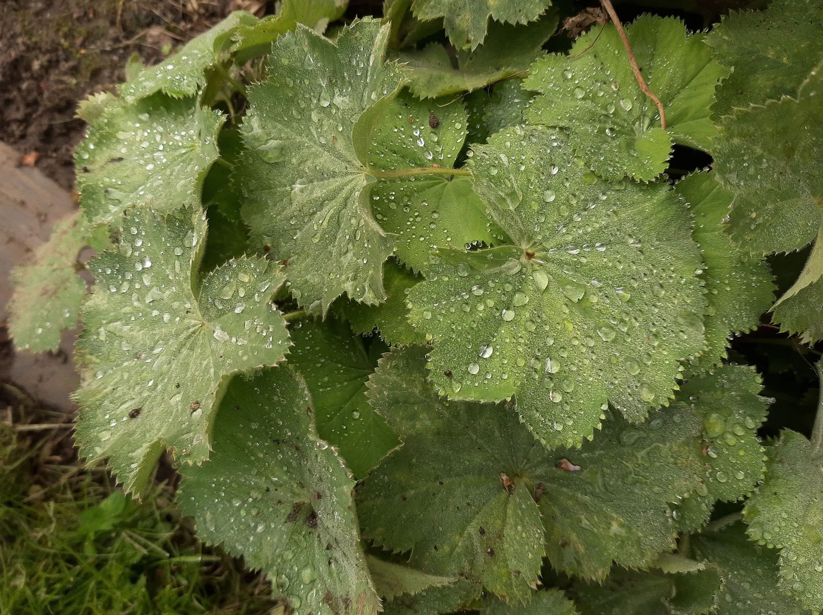 Lady'S-Mantle (Alchemilla Mollis) — textured carpet of green.<br><br>The scalloped leaves possess a unique trait - they capture dew and raindrops