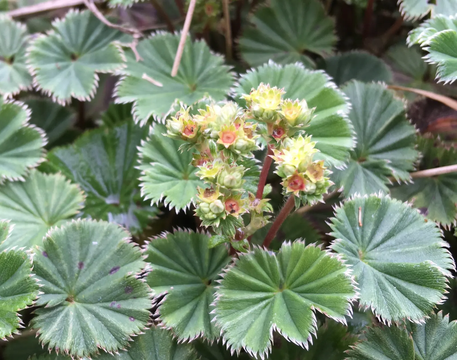 Lady'S-Mantle (Alchemilla Mollis) — ground cover / perennial with yellow blooms; though it's quite adaptable to different soil types, image 77