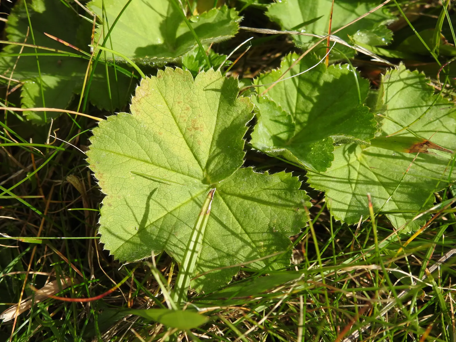 Lady'S-Mantle (Alchemilla Mollis) — ground cover / perennial for half or shade; enhancing overall garden contrast and harmony, image 78