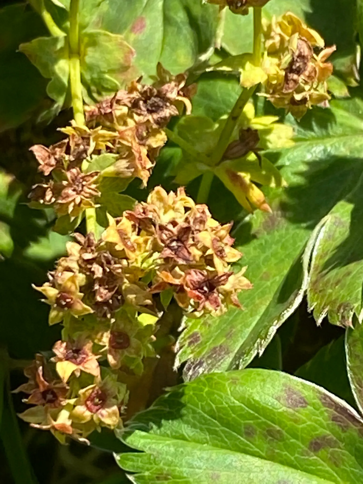 Lady'S-Mantle (Alchemilla Mollis) — or to knit together more substantial plantings