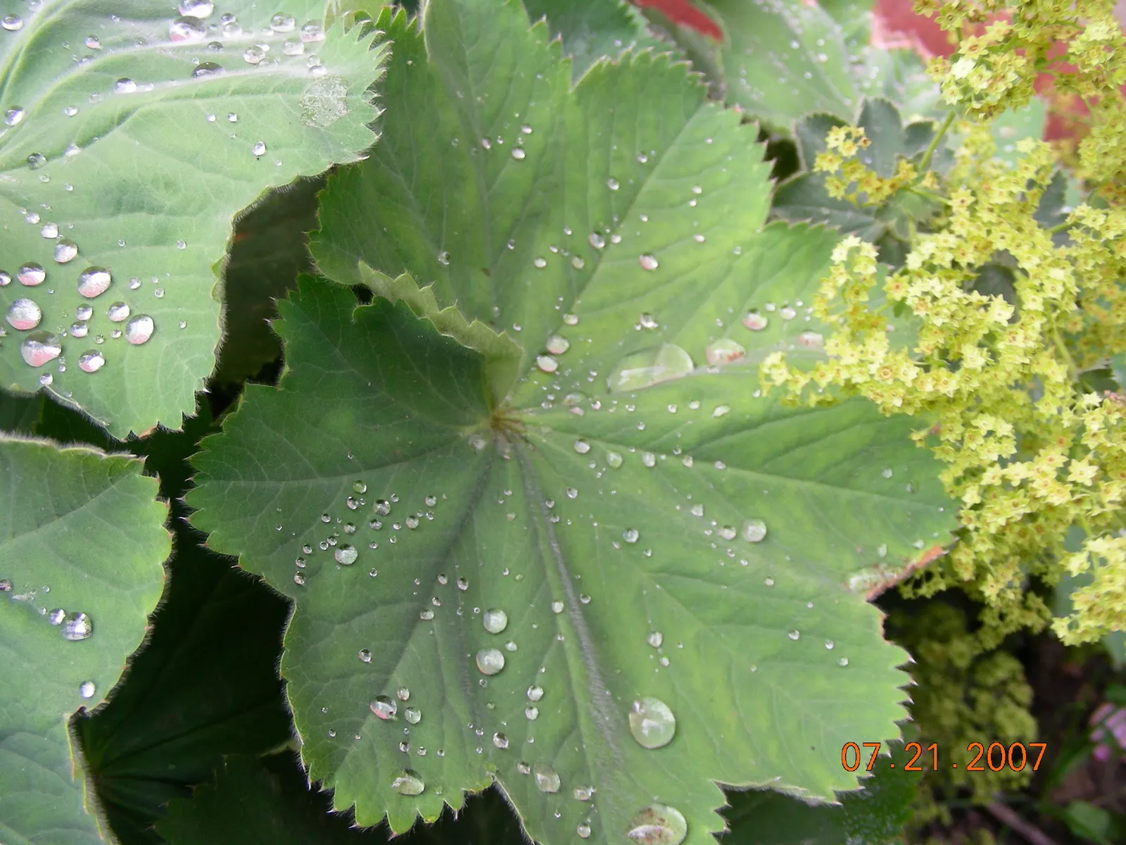 Lady'S-Mantle (Alchemilla Mollis) — is a charming perennial featuring scalloped; textured carpet of green.<br><br>The scalloped leaves possess a, image 132