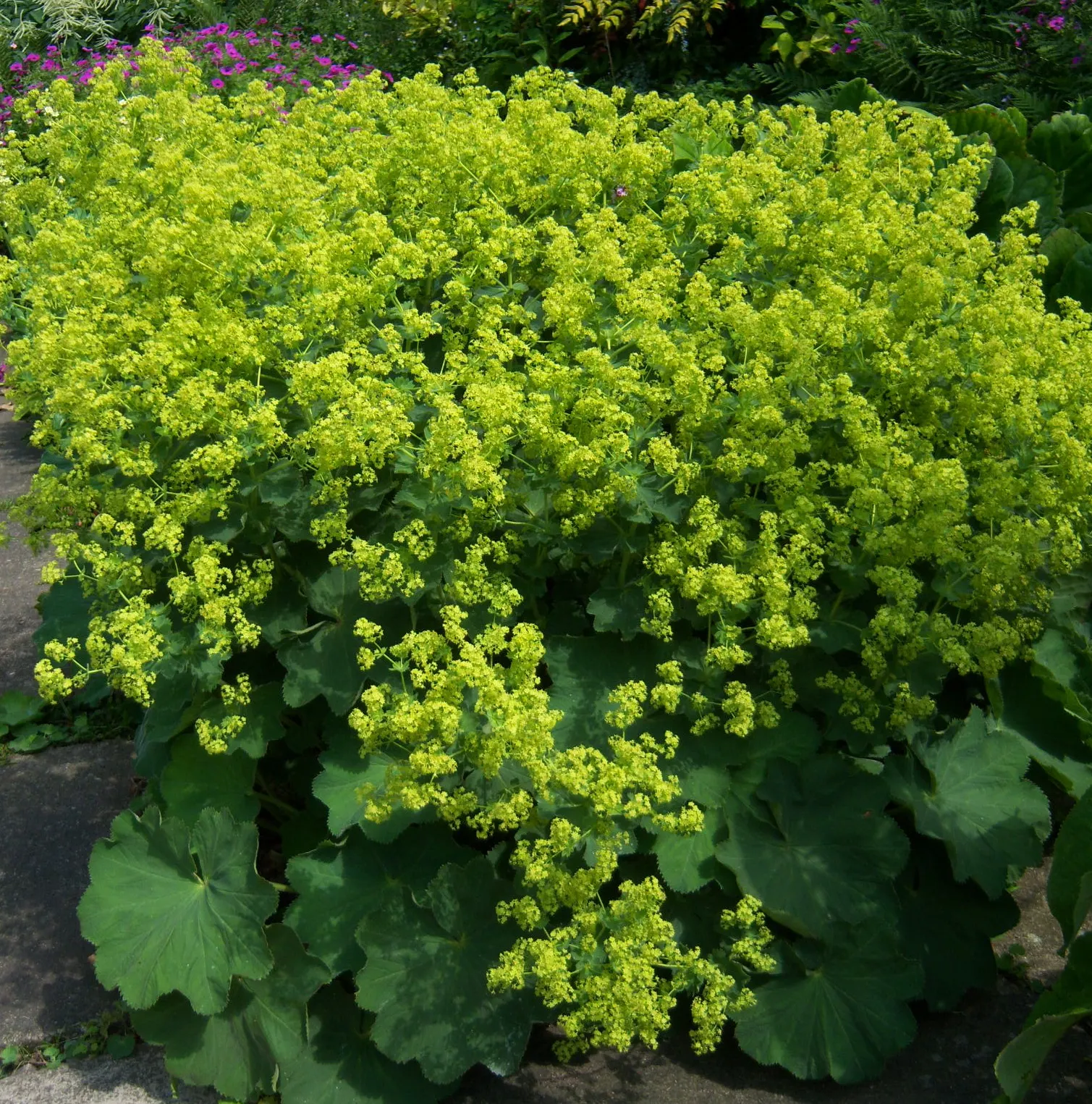 Lady'S-Mantle (Alchemilla Mollis) — lobed leaves are its standout feature; offering a long season of interest with sprays of tiny, image 88