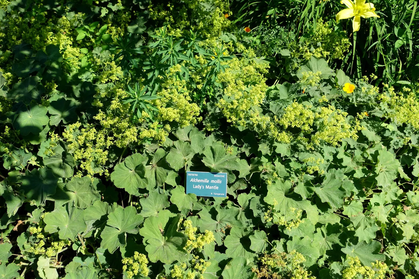 Lady'S-Mantle (Alchemilla Mollis) — Ideal for borders or groundcover, it offers excellent foliage texture and is known for its ease of care; this, image 110
