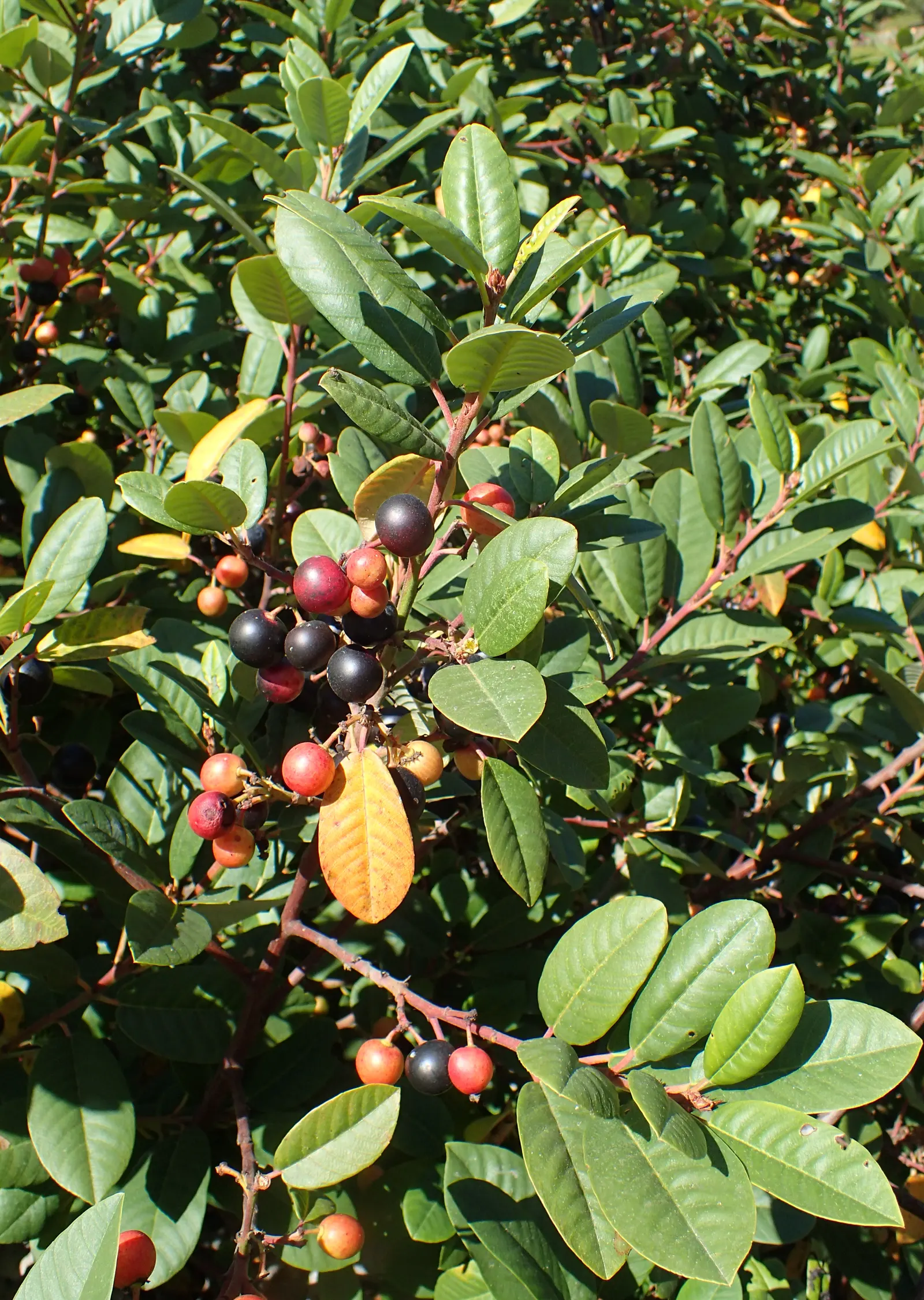Coffeeberry (Rhamnus Californica) — commonly referred to as the Coffeeberry