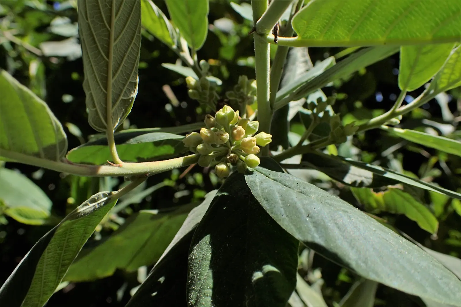Coffeeberry (Rhamnus Californica) — hence the plant's common name; although they are not related to true coffee (Coffea spp.)