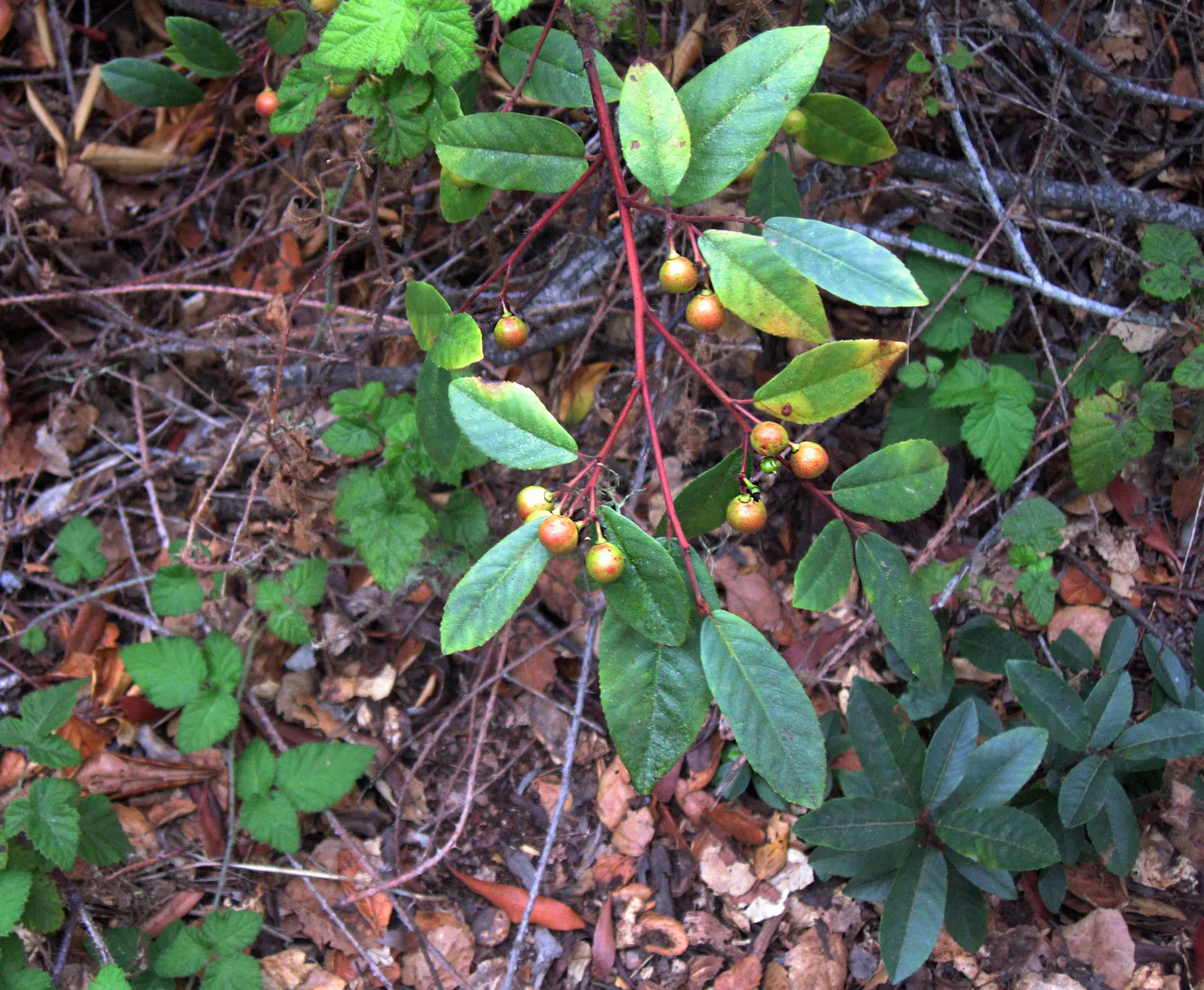 Coffeeberry (Rhamnus Californica) — Department of Agriculture plant hardiness zones 7 through 10; enriches landscapes with its evergreen foliage and native