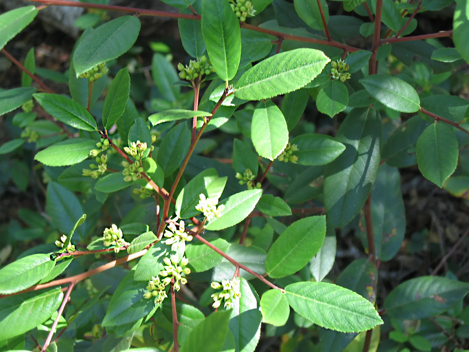 Coffeeberry (Rhamnus Californica) — although some can grow up to 12 feet tall under optimal conditions; its inconspicuous flowers and dark berries are wildlife