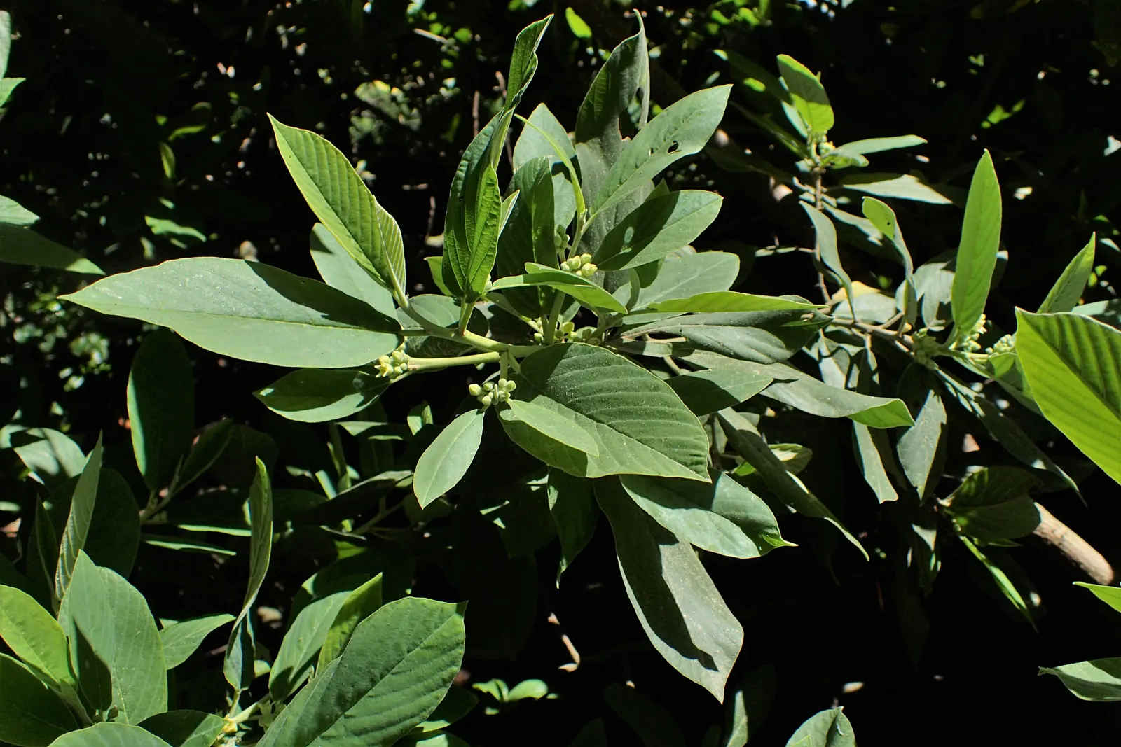 Coffeeberry (Rhamnus Californica) — which give way to red to black berries by fall